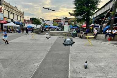 pigeons