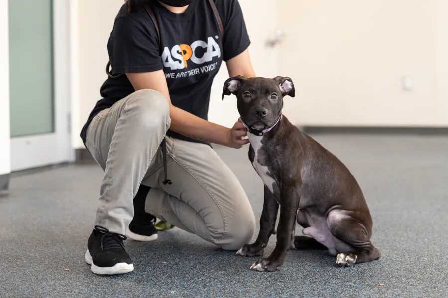 True Jackson had two others living at the home and kept more than a dozen pit bulls, like this one, in the basement.