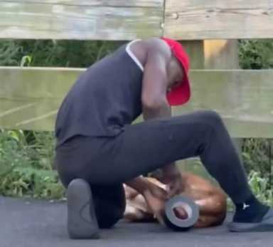 animal cruelty