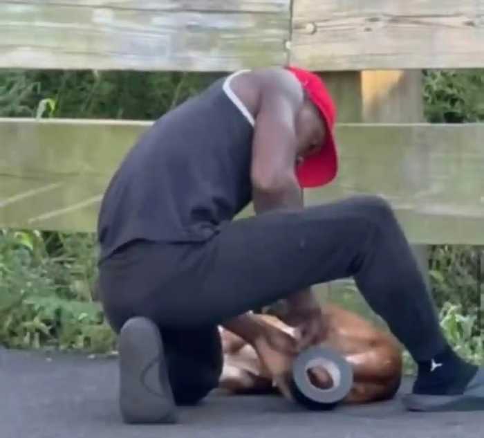 animal cruelty