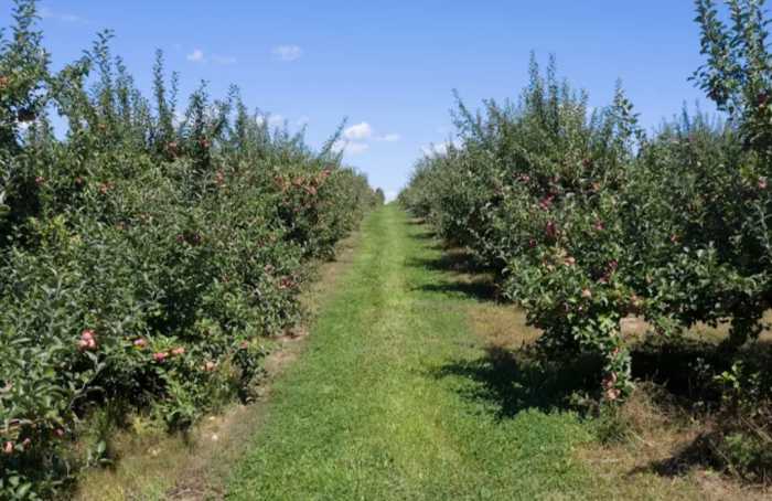 Apple Ridge Orchard