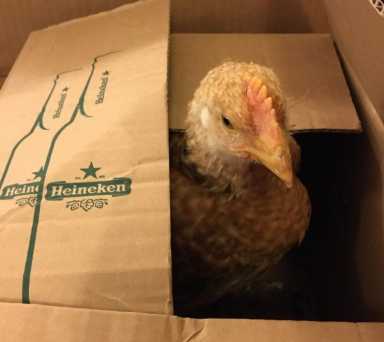 Chicken_022221_WBF
