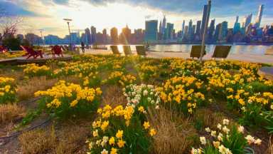 Daffodils-in-bloom-at-Gantry-Plaza-State-Park.-Image-by-Robert-DiMaio