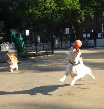 Dog-Run-at-Lou-Loudati-Park-Image-SUDS