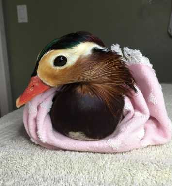 Duck_021421_WBF