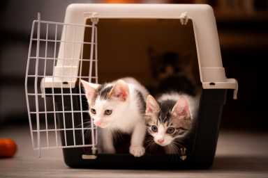 Kittens in the carrier