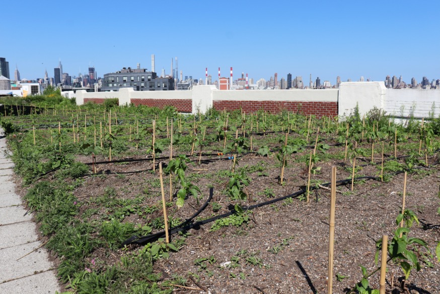 Sky Farm LIC (Photo by Michael Dorgan)