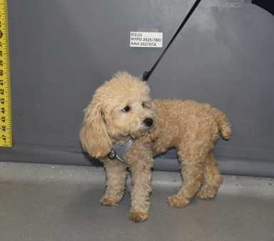 Olivia-intake-photo_ASPCA
