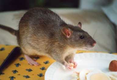 Rat_wikimedia-commons