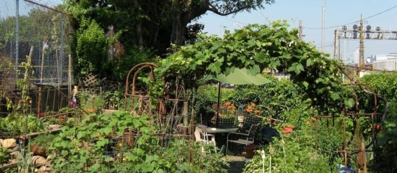 Sunnyside Community Garden (borders Barnett Ave)