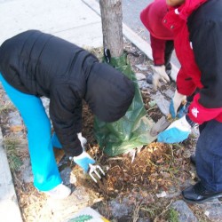 Tree-care-training-250×250-1