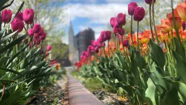 Tulips-in-bloom-at-Hunters-Point-South-Park.-Image-by-Mark-Christie_f1417f