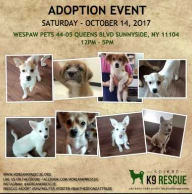 adoptionflyer-1-e1507926391409