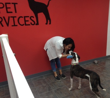dogdaycare1