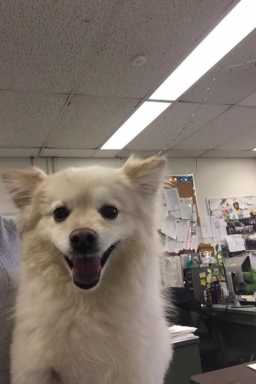 doglost-e1424808422257