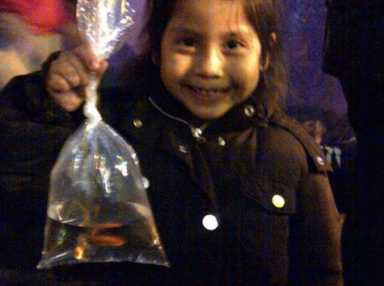 fish-475×355-1