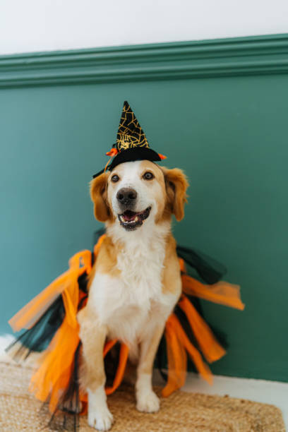 Photo of a dog wearing a costume for Halloween party
