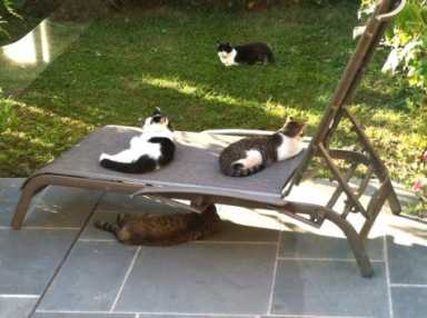 missing-cats-475×3543-1