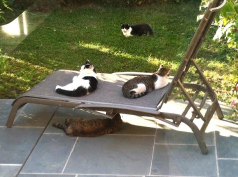 missing-cats-475×3543-1