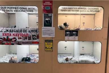 pet-store-1