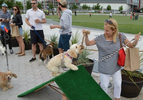 pintspaws-465×324-1