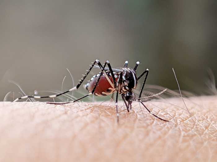 The Health Department will spray pesticides in parts of Queens to reduce the risk of the mosquito-carried West Nile Virus. 