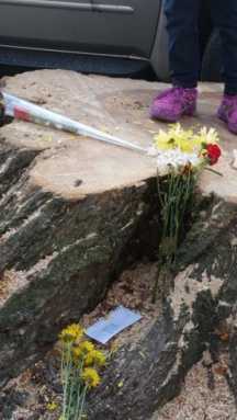 tree1-e1427319391372