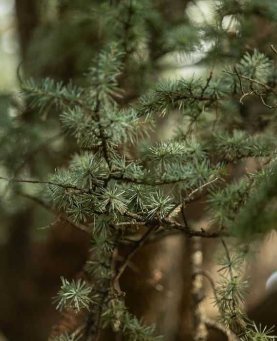 Queens Botanical Garden