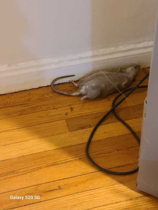 A dead rat in Diana Gaviria's apartment. Photo courtesy of Diana Gaviria. 