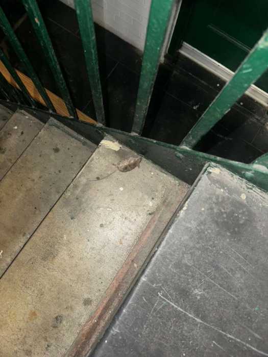 A dead rodent on the Mesa Verde steps. Photo courtesy of Celina Della Croce. 