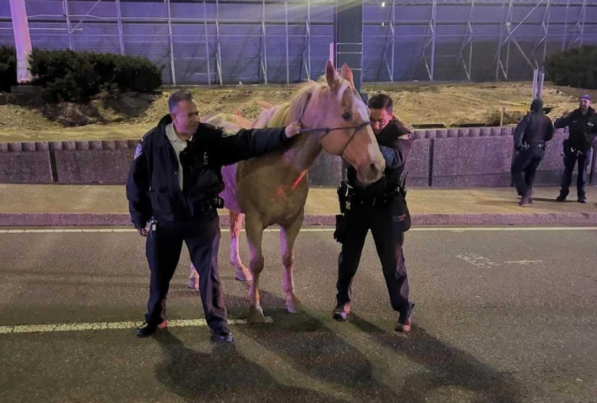 PAPD officers safely captured a horse after it broke free from Curly's Cowboy Center in South Jamaica.