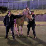 PAPD officers safely captured a horse after it broke free from Curly's Cowboy Center in South Jamaica.