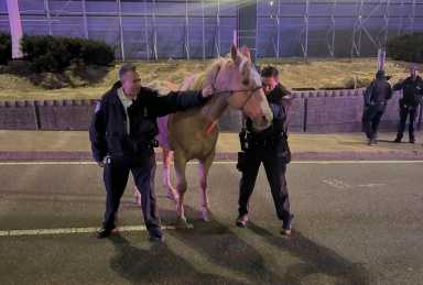 PAPD officers safely captured a horse after it broke free from Curly's Cowboy Center in South Jamaica.
