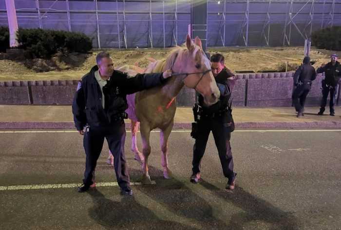 PAPD officers safely captured a horse after it broke free from Curly's Cowboy Center in South Jamaica.