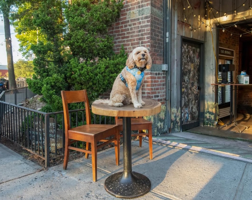 Popcorn & paws: movie Sundays kick off at Chateau Le Woof