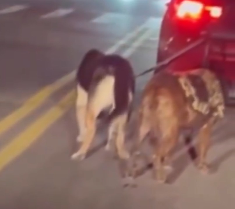 Bujor allegedly dragged the two dogs behind his Volkswagen Passat. 