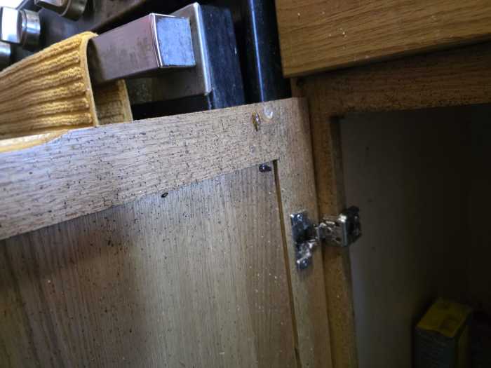 Live roaches climb a cupboard in Kumari's kitchen. Photo by Shane O'Brien.