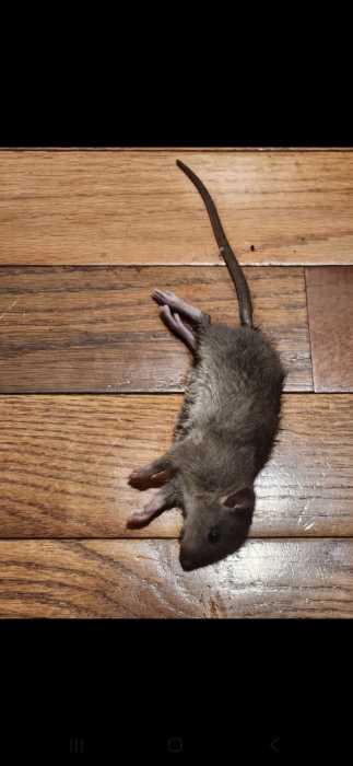 A dead rat found at Ursulina Mora's apartment. Photo via Ursulina Mora.