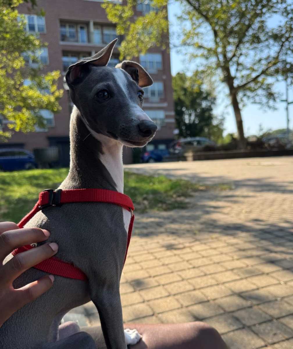 Neelu, an Italian Greyhound, was killed by two Cane Corsos last week. His owner has called for more accountability for negligent dog owners. Photo via Neelu family.