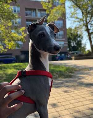 Neelu, an Italian Greyhound, was killed by two Cane Corsos last week. His owner has called for more accountability for negligent dog owners. Photo via Neelu family.