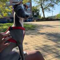 Neelu, an Italian Greyhound, was killed by two Cane Corsos last week. His owner has called for more accountability for negligent dog owners. Photo via Neelu family.