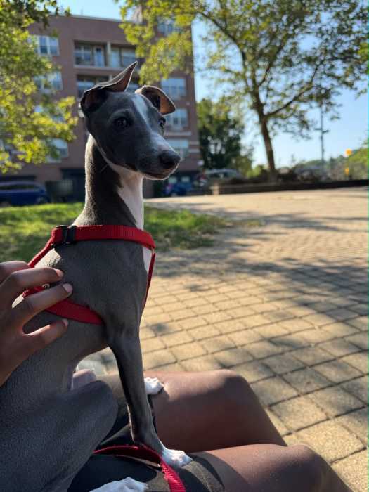 Neelu, an Italian Greyhound, was killed by two Cane Corsos last week. His owner has called for more accountability for negligent dog owners. Photo via Neelu family.